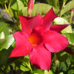 Morningstar Morningstar