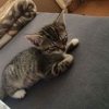 Katzen